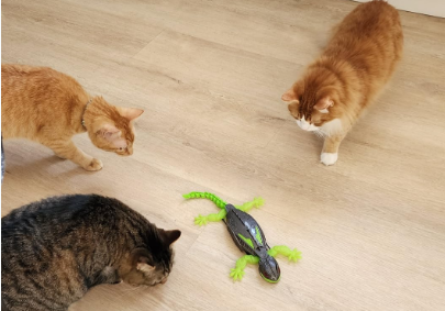 遥控爬墙壁虎机器人CPC认证 遥控爬墙壁虎机器人CPC认证